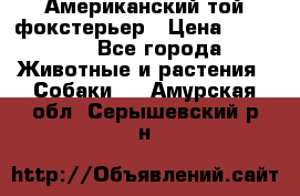 Американский той фокстерьер › Цена ­ 25 000 - Все города Животные и растения » Собаки   . Амурская обл.,Серышевский р-н